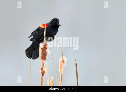 Ein junger Rotflügeliger Amsel, der sich an den höchsten Rattanschwein einer kleinen Gruppe klammert und ruft. Mit einem hellneutralen Hintergrund. Stockfoto