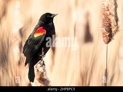 Nahaufnahme-Seitenportrait einer Rotflügelamsel mit frühem Frühlingsgefieder, mit einem weichen Hintergrund von Rohrschwanzvegetation. Stockfoto