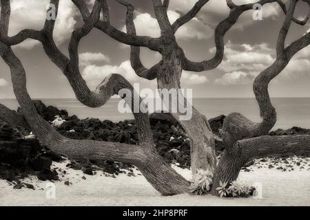 Wilde Äste von Heliotrope Baum und Ozean. Hawaii, Die Große Insel Stockfoto