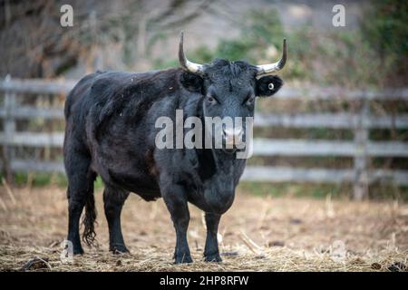 Dexter-Rinderbulle Stockfoto