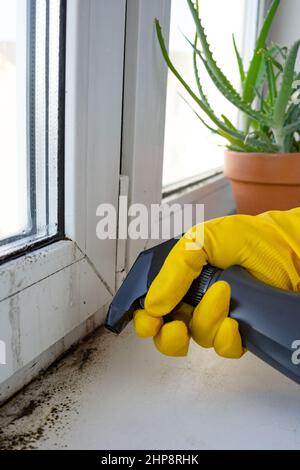 Hausreinigung, Fensterwäsche und andere Fähigkeiten. Eine Handbrause wäscht die Fensterbank. Geringe Schärfentiefe. Konzentrieren Sie sich auf die Spritzpistole. Vertikale Ausrichtung. Stockfoto