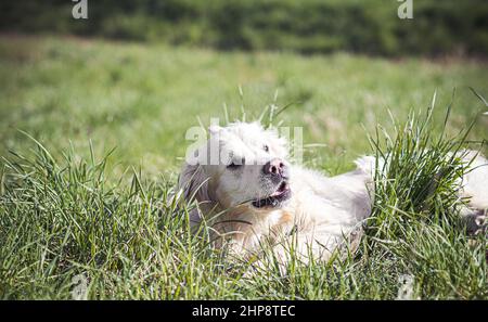 Großer Golden Retriever rollt in frischem, grünem Gras Stockfoto