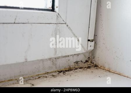 Schimmel und Schmutz auf der Fensterbank. Dreckiges Plastikfenster und Fensterbrett. Ansicht schließen. Geringe Schärfentiefe. Stockfoto