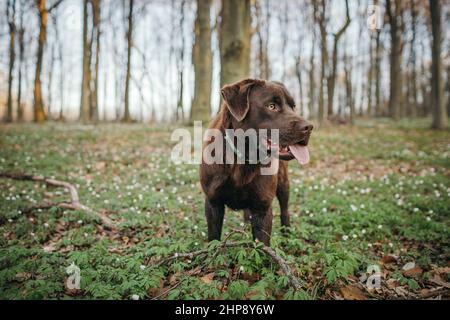 Ein Hund, der auf einem Gras bedeckten Feld steht Stockfoto