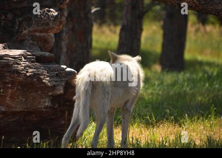 Blick auf die Rückseite eines weißen Wolfes im grünen Gras in freier Wildbahn. Stockfoto