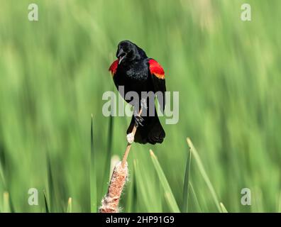 Ein hübscher Rotflügeliger Amsel, der an einem hellen Frühlingstag ruft, mit einem tiefroten, orangefarbenen und gelben Schulterfleck, der auf einem Rohrschwanz thront. Stockfoto