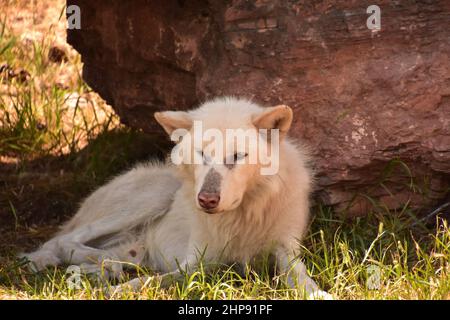 Wunderschönes, süßes Gesicht eines flauschigen weißen Wolfes, der im Schatten ruht. Stockfoto