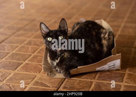 Goiânia, Goias, Brasilien – 19. Februar 2022: Eine Schildkrötenkatze blickt direkt in die Kamera und ruht in einem alten zerrissenen Karton. Stockfoto