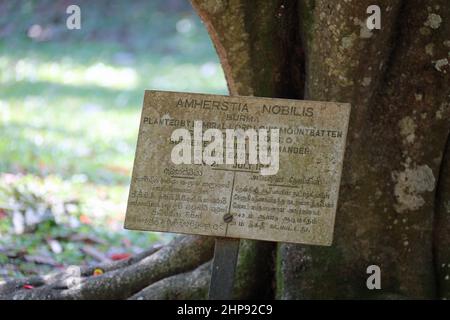 Pride of Burma Baum gepflanzt von Admiral Lord Louis Mountbatten im Royal Botanical Gardens Peradeniya in Sri Lanka Stockfoto