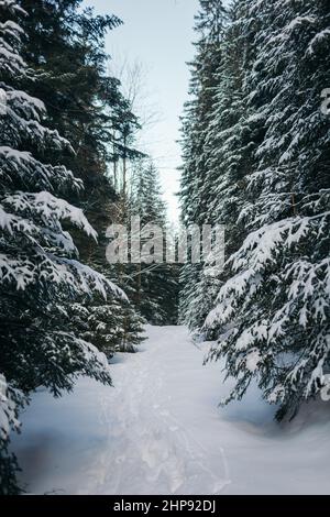 Ein Baum mit Schnee bedeckt Stockfoto