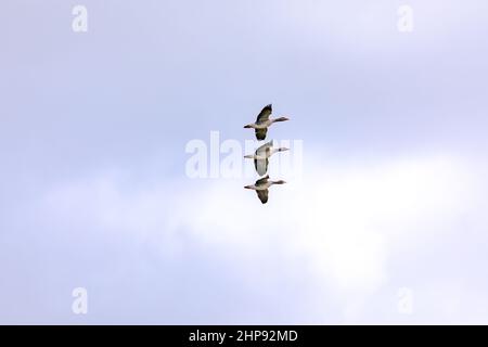 Enten dicht beieinander fliegen in Formation isoliert gegen die Wolken Stockfoto