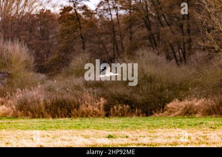 Ein Rasselstorch isoliert vor Bäumen im Winter Stockfoto