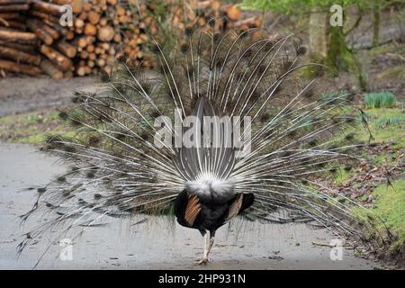 Pfau - Rückansicht, auf einer Farm in Northumberland, Großbritannien. Die Haltung ungewöhnlicher Vögel ist von zunehmendem Interesse unter denen, die den Raum haben. Stockfoto