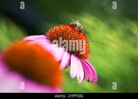 Biene auf Echinacea Blume, verschwommener grüner Hintergrund, blühende Blumen im Garten in der Sommersaison Stockfoto