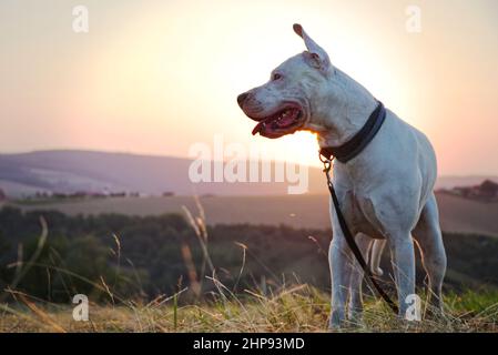 Dogo Argentino Hund bei Sonnenuntergang. Porträt eines argentinischen Hundes in der Natur bei Sonnenlicht. Niedliches Haustier. Stockfoto