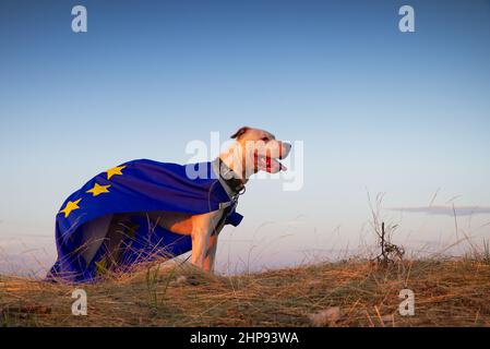 Hundewache der Europäischen Union, superdog. Porträt des Dogo Argentino Hundes mit EU-Flagge während einer goldenen Stunde Stockfoto