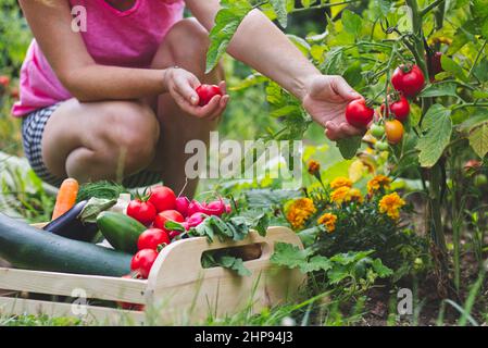 Frau erntet frische Tomaten in ihrem Bio-Garten. Selbst angebaute Gemüseprodukte. Gärtner pflücken reife Tomaten. Holzkiste Stockfoto