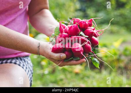 Frau mit frisch geerntetem Rettich in ihrem Garten. Eigenproduktion aus biologischem Anbau. Gartenarbeit im Sommer Stockfoto