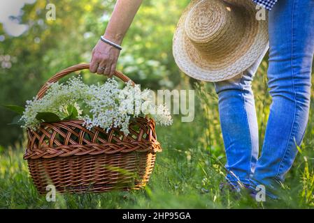 Frau mit Korbkorb ernten Holunderblüte, Frau Kommissionierung Korb aus dem Boden, gesunde Lebensweise Stockfoto