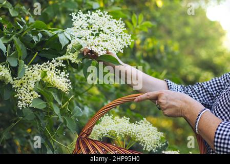 Frau erntet Holunderblüten zu Weidenkorb, sammelt Blumen für alternative Medizin, weibliche Hände Stockfoto