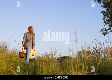 Frau mit Strohhut hält Weidenkorb und steht auf der Wiese. Ernte von Blumen für die alternative Medizin. Stockfoto
