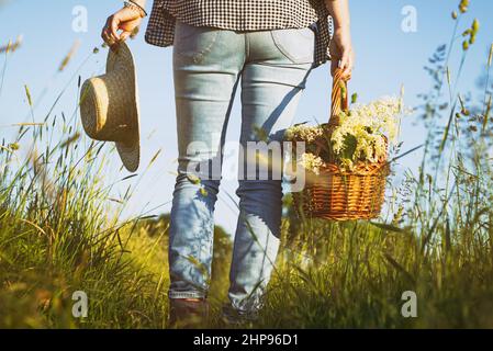 Frau mit Strohhut hält Weidenkorb und steht auf der Wiese. Holunderbeeren ernten. Frau sammelt Blumen für alternative Medizin. Stockfoto