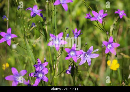 Glockenblume lila Blume auf grünem Hintergrund aus nächster Nähe Stockfoto