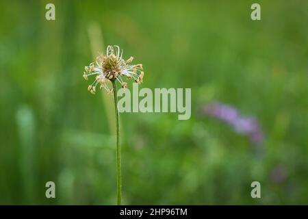 Plantago lanceolata, Spitzwegerich, Schmalblättriger Wegerich, englischer Wegerich, Stockfoto