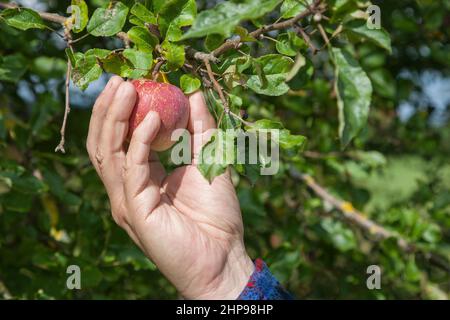 Die Hand des Fruit Farmers pflückt einen biologisch angebauten Apfel vom Baum. Stockfoto