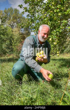 Ein Bauer nimmt die Äpfel unter seinem Apfelbaum auf und freut sich auf seine biologisch angebauten Früchte. Stockfoto