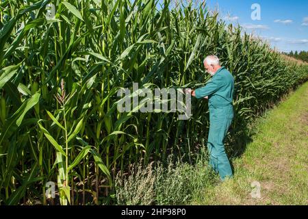 Bauer im grünen Overall kontrolliert sein Maisfeld. Stockfoto