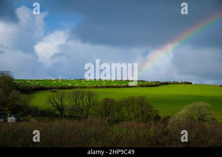 Auf einer Farm in England, Großbritannien, strahlt ein Regenbogen über einer Herde Schafe Stockfoto