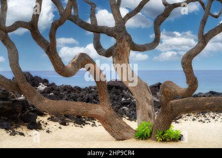 Wilde Äste von Heliotrope Baum und Ozean. Hawaii, Die Große Insel Stockfoto