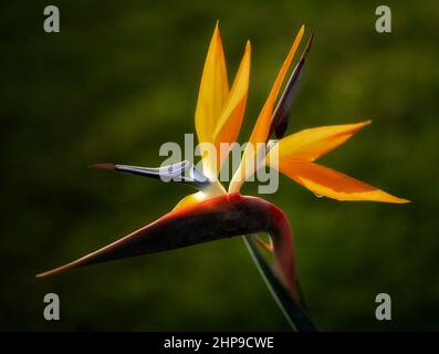 Nahaufnahme der Blume des Paradiesvogels. Hawaii, Die Große Insel Stockfoto