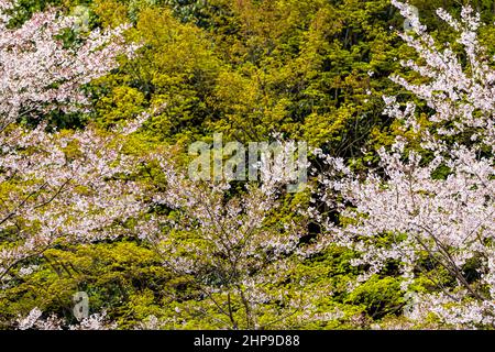 Kyoto, Japan weiß rosa Kirschblüten Sakura im Frühling mit blühenden Blumen in Arashiyama Bereich mit Nahaufnahme abstrakten Muster Hintergrund von Ahorn Stockfoto