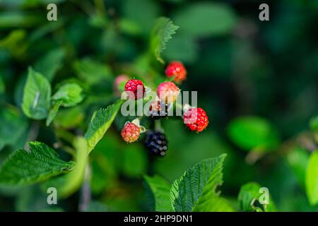 Schwarze und rote reife Brombeeren Gruppe Cluster von Beeren reifen auf Pflanze Busch Garten Farm Makro Nahaufnahme von Früchten und Blättern mit Bokeh verschwommen backgr Stockfoto