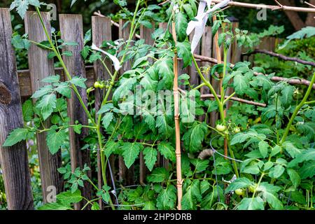 Hängen unreifen wachsenden grünen Tomaten auf Pflanzenrebe im Garten gebunden an Bambusstäben mit grünem Laub gegen Holzzaun des Hauses und niemand ich Stockfoto