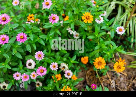 Flat top oben Ansicht Muster von vielen bunten Zinnia Blumen mit rosa und orange Farben im Sommergarten mit grünen Blättern Stockfoto