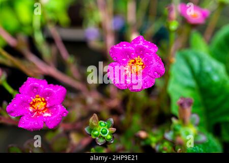 Makro-Nahaufnahme von grünen Blättern und rosa violetten Blüten von essbaren purslane Pflanze im Topf Blumentopf draußen blüht im Garten mit Textur von Tau Wasser d Stockfoto