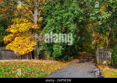 Gelb-farbenfrohe Herbstbäume im Norden von Virginia in Fairfax County mit lebhaftem Laub auf dem Sugarland Run Stream Valley Trail mit gepflastertem Straßenpfad nach for Stockfoto