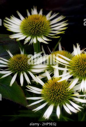 Nahaufnahme von Kegelblumen Stockfoto