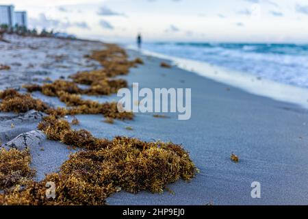 Nahaufnahme von Algen an der Strandsandküste am Morgen in Hollywood Miami, Florida mit blauem Ozean Hintergrund Horizont und Gebäude Küste Stockfoto