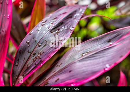 Laub-Palmlilie cordyline fruticosa Pflanze lila rosa bunte Blätter Laub im Garten Park mit Muster Hintergrund in Miami, Florida Makro schließen Stockfoto