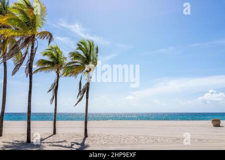 Hollywood Beach im Norden von Miami, Florida mit Sandlandschaft wunderschöne Palmen im Vordergrund gegen idyllisches Meerwasser und sonnigen blauen Himmel in Summe Stockfoto