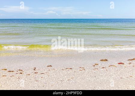 Tigertail Beach grünes Wasser Ufer mit Algen auf sonnigen Sommertag Landschaft mit niemand in Marco Island in der Nähe von Naples Florida in Coller County Stockfoto