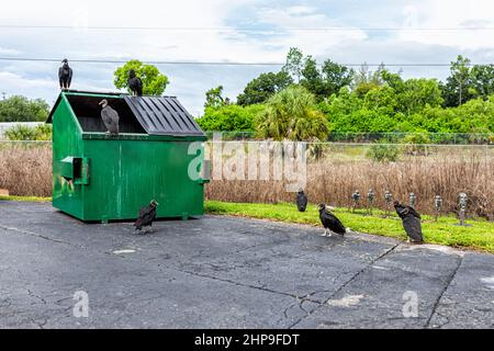 Viele schwarze Geier in Naples, Florida, wühlten durch den Mülltonne, der vom Einkaufszentrum geöffnet gelassen wurde Stockfoto