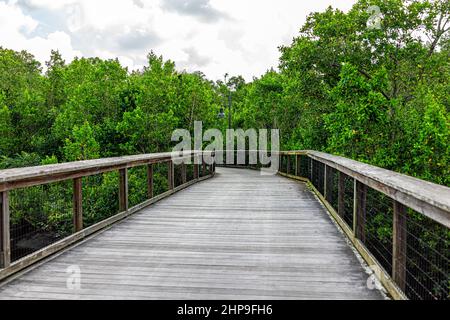 Neapel im Südwesten Floridas Coller County Gordon River Greenway Park Holzboardwalk Trail durch Mangroven-Sumpf Waldlandschaft Sommeransicht mit n Stockfoto