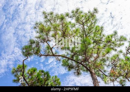 Blick auf langblättrige Pinien in blauem Himmel in Naples, Florida Coller County Gordon River Greenway Park mit Blick auf die Waldlandschaft im Sommer Stockfoto