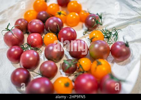 Kirschtomaten Sorte von Erbstück lila und orange rote Tomaten Gruppe Makro Nahaufnahme der Gartenernte reifes Gemüse Stockfoto