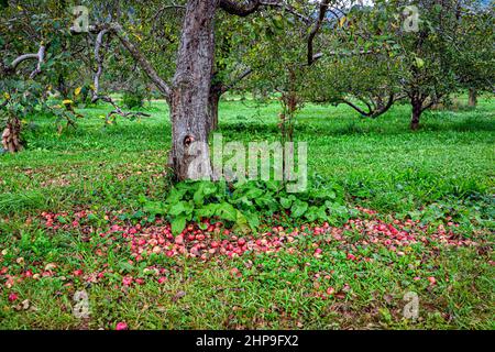 Apfelplantage Bauernhof in ländlichen Garten mit Haufen von roten Früchten Ernte auf grünem Gras Boden im Herbst fallen unter Baum in Virginia Stockfoto